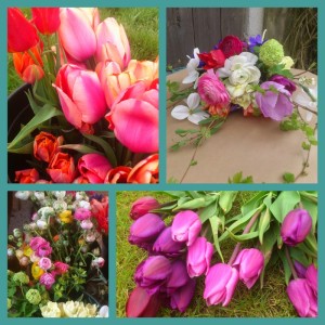 2013-04-25 laura hambly tulips